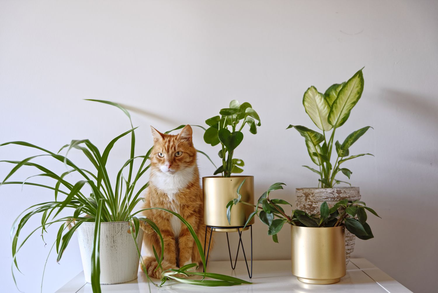 Cat-Friendly Plants