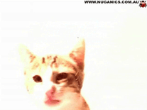 Screensaver - Cat Licking Screen