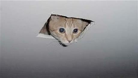 Ceiling Cat Meme